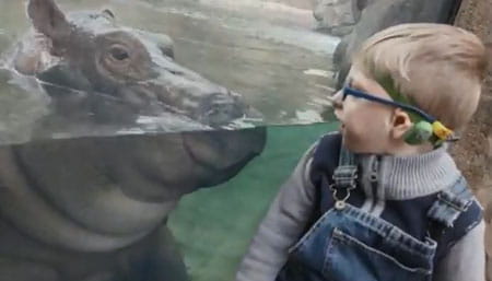 A young boy and Fiona the hippo look at each other.